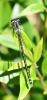Coenagrion puella